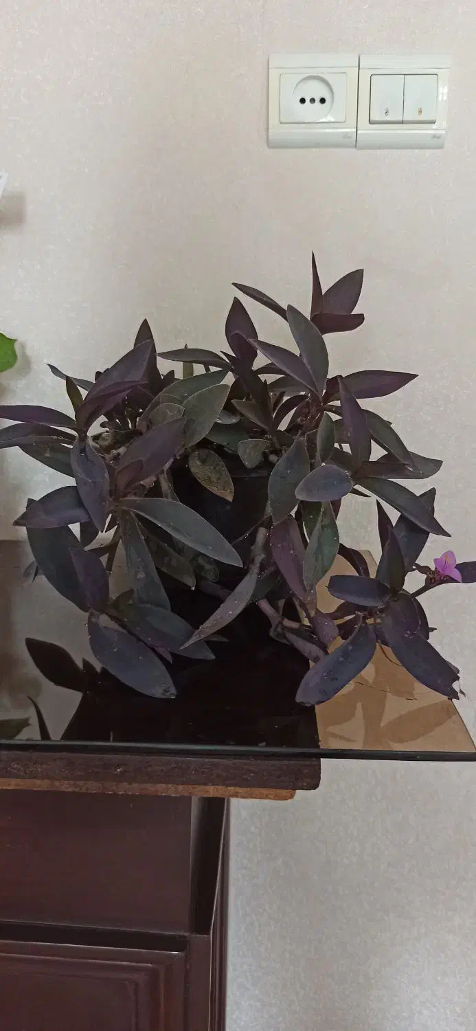 فروش گل و گیاه|گل و گیاه طبیعی|سمنان, |دیوار