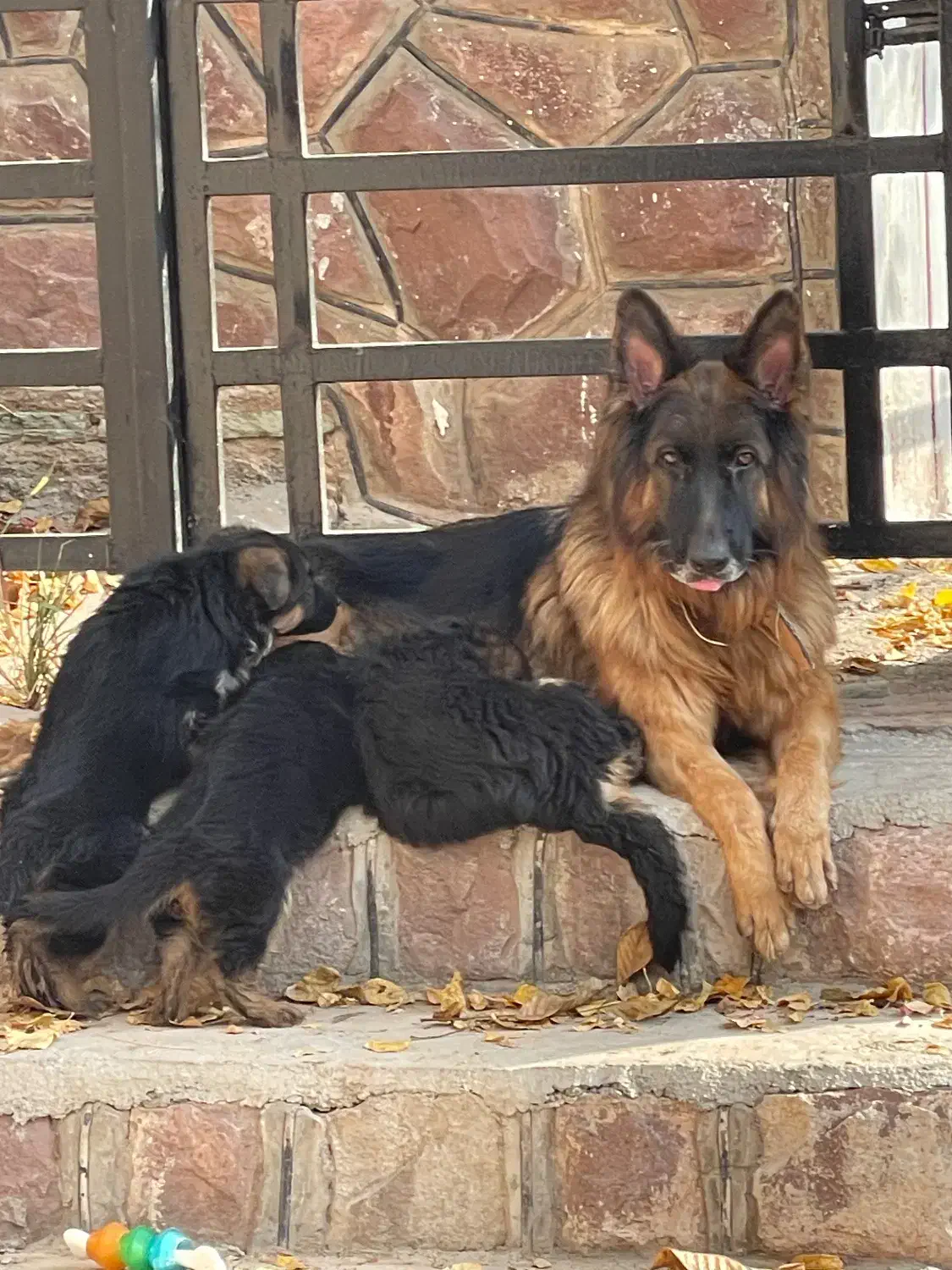 سگ ژرمن|سگ|فشم, |دیوار