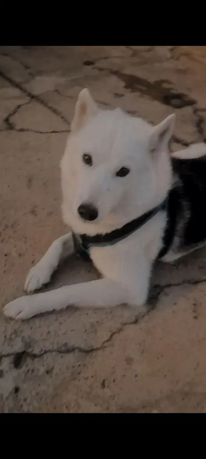 گمشده|حیوانات|اندیمشک, |دیوار