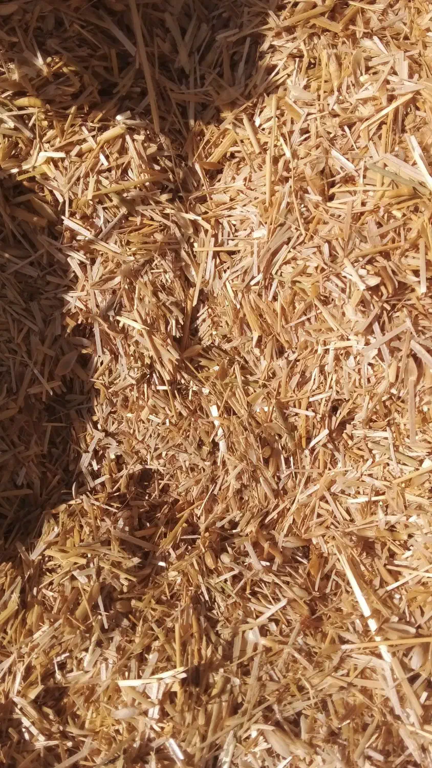 طلایی|جواهرات|زابل, |دیوار