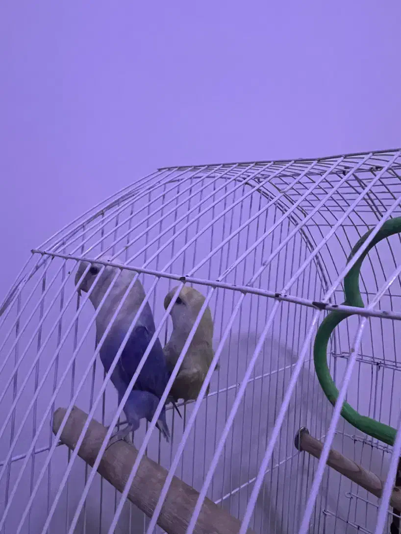 پرنده|پرنده|بجنورد, |دیوار