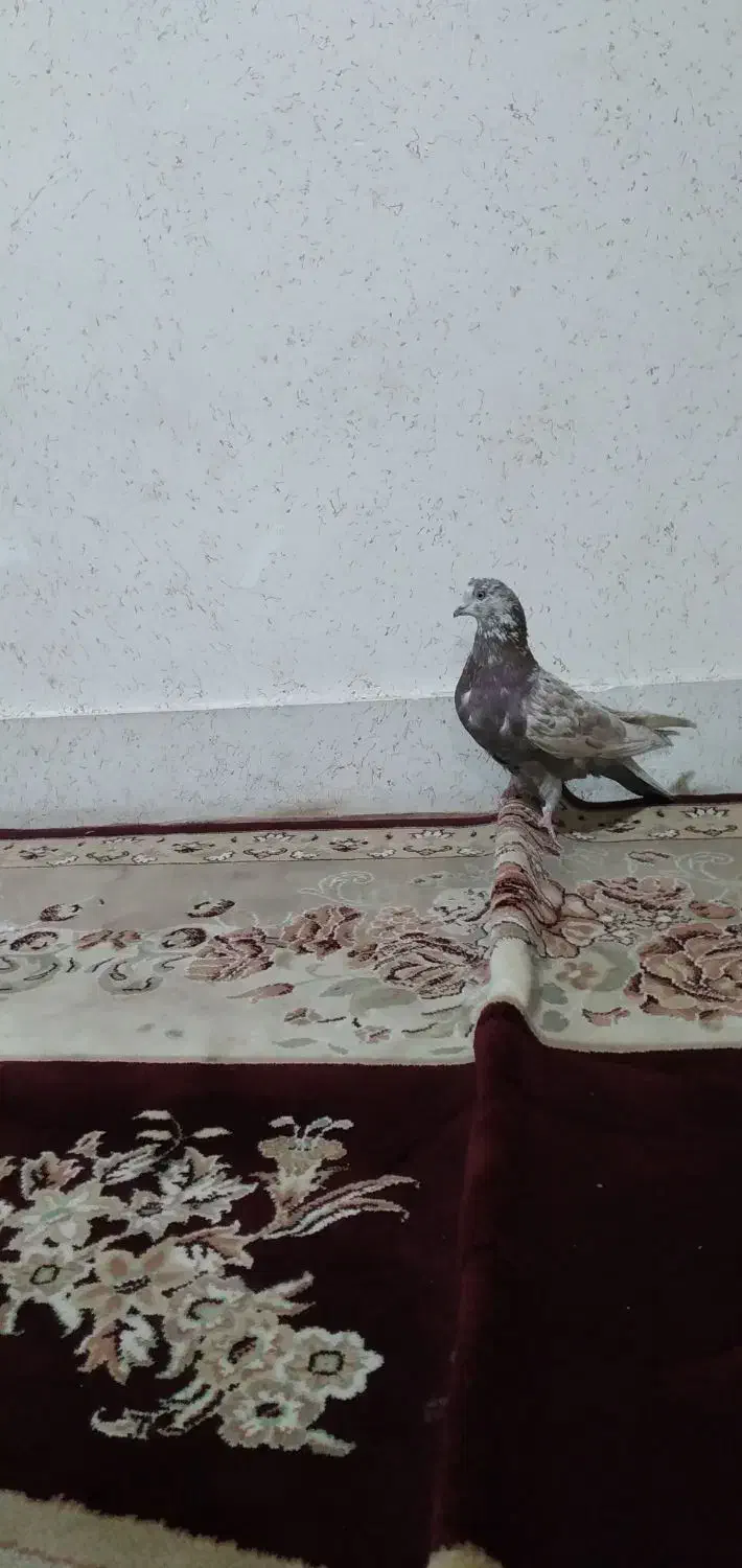 کبوترگرگی کله ماستی|پرنده|اصفهان, جاوان|دیوار