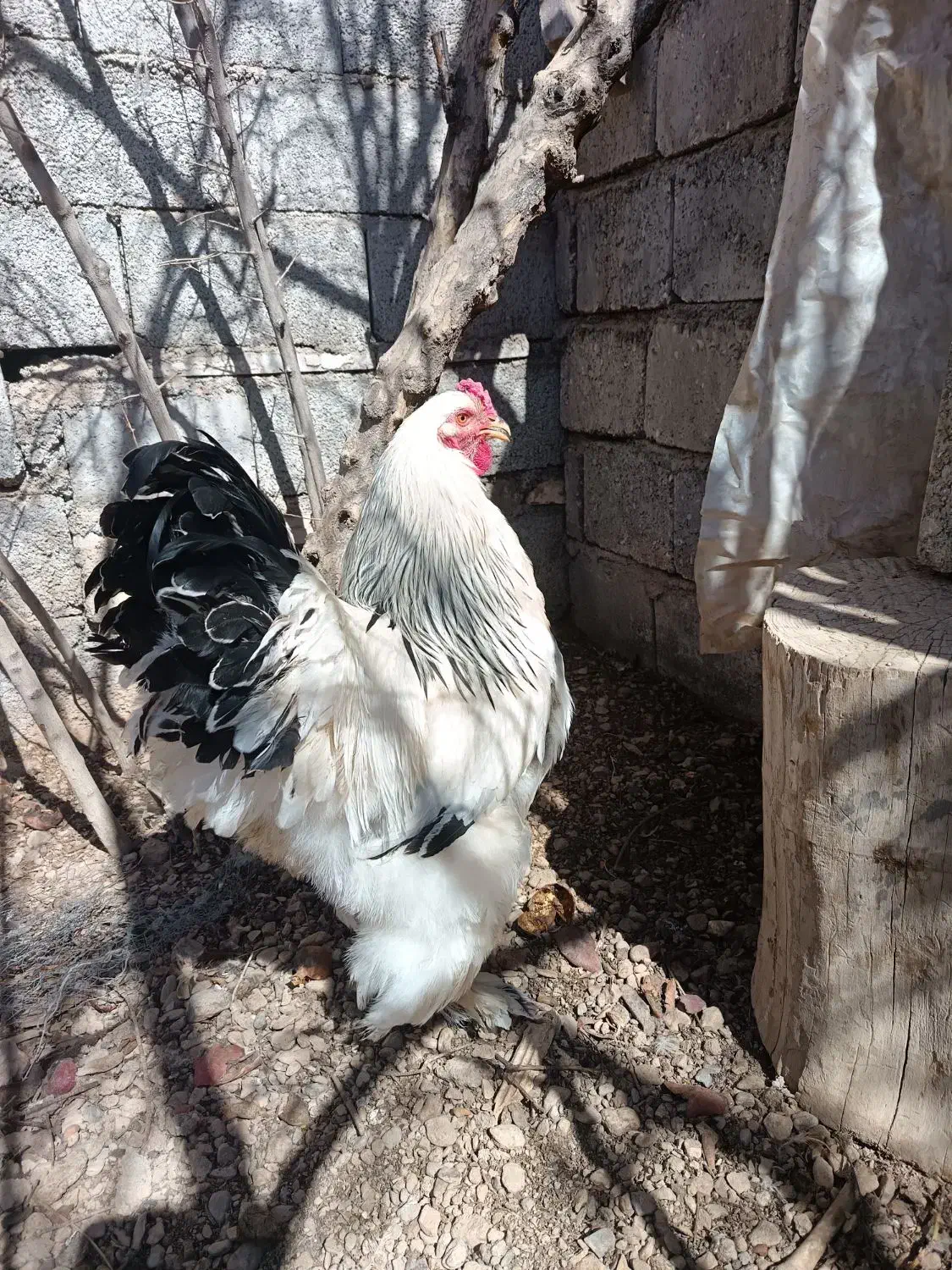 مرغ برهما|حیوانات مزرعه|خمینی‌شهر, |دیوار