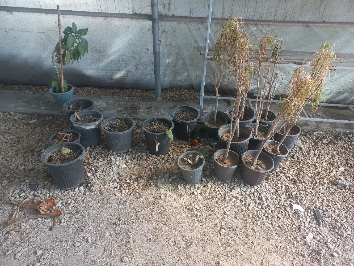 گلدان|گل و گیاه طبیعی|شیراز, شهدای شهرک سعدی|دیوار