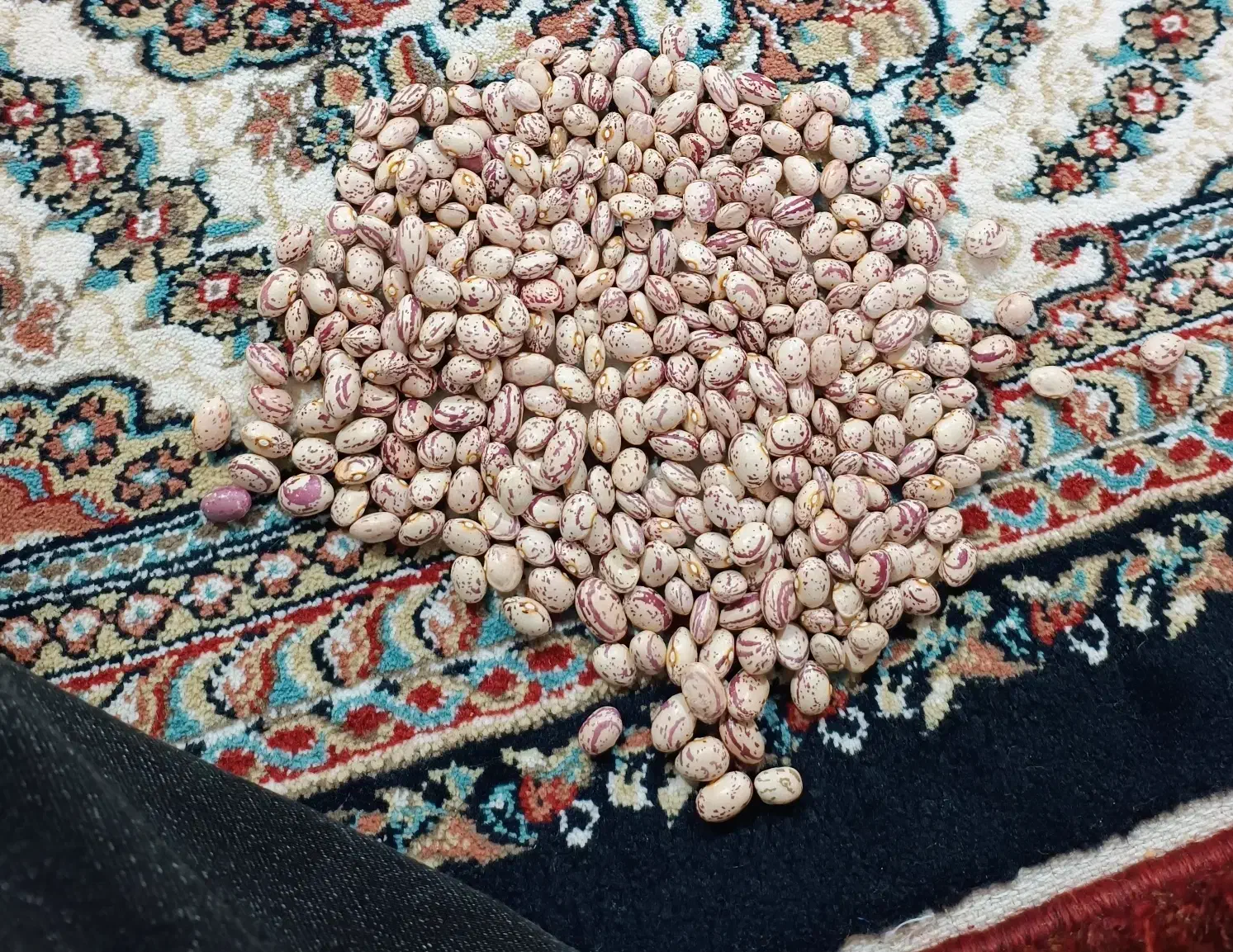 لوبیا چیتی 345وبیا قرمز225|خوردنی و آشامیدنی|تهران, امیریه|دیوار