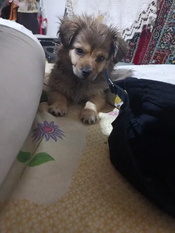 سگ سایز ریز با شناسنامه|سگ|نرماشیر, |دیوار