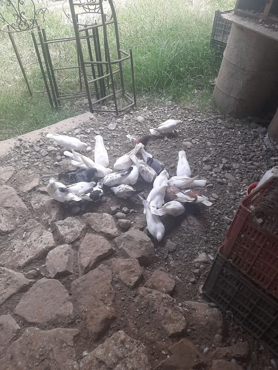 تعداد ۲۰ عدد کبوتر|پرنده|آستانه اشرفیه, |دیوار