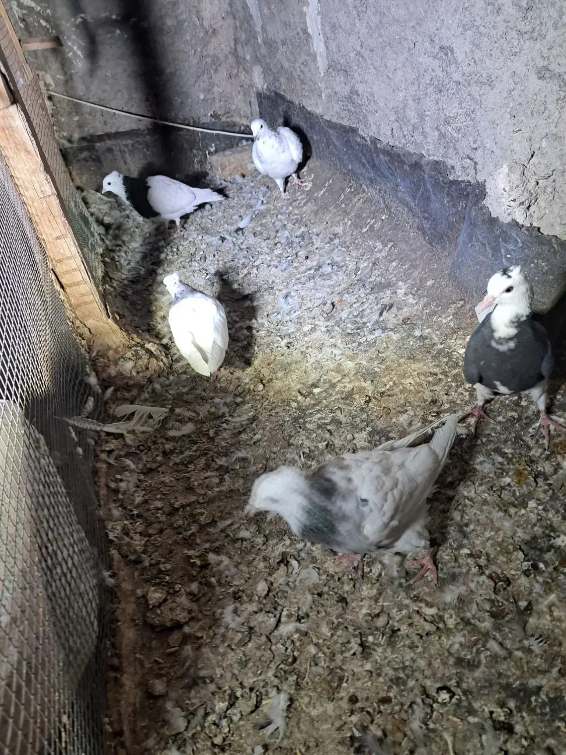 جوجه و کلنه|پرنده|نیشابور, ابراهیم ادهم|دیوار