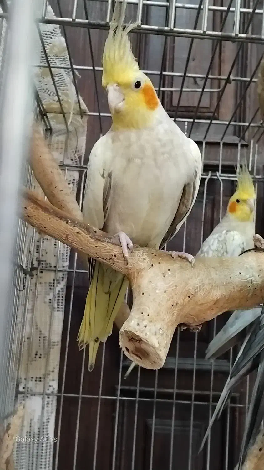 مرغ عروس فروشی|پرنده|کاشان, فاز ۱ ناجی آباد|دیوار