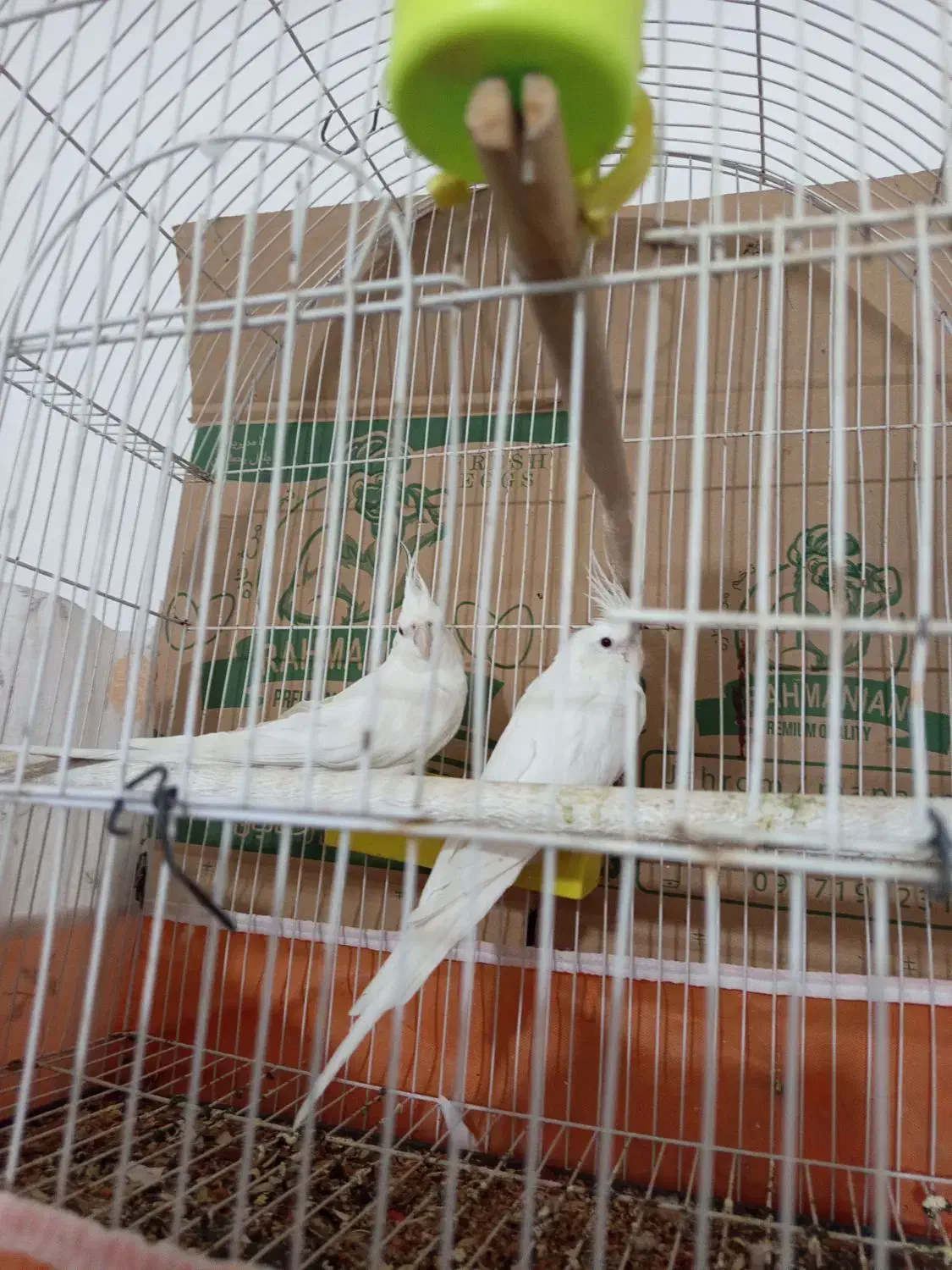 عروس هلندی. جهرم البینو. جفت مولد|پرنده|جهرم, |دیوار