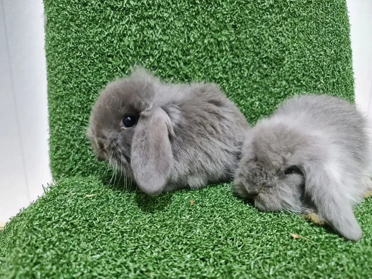 خرگوش لوپ هلندی اصیل و بازیگوش|موش و خرگوش|ساری, |دیوار