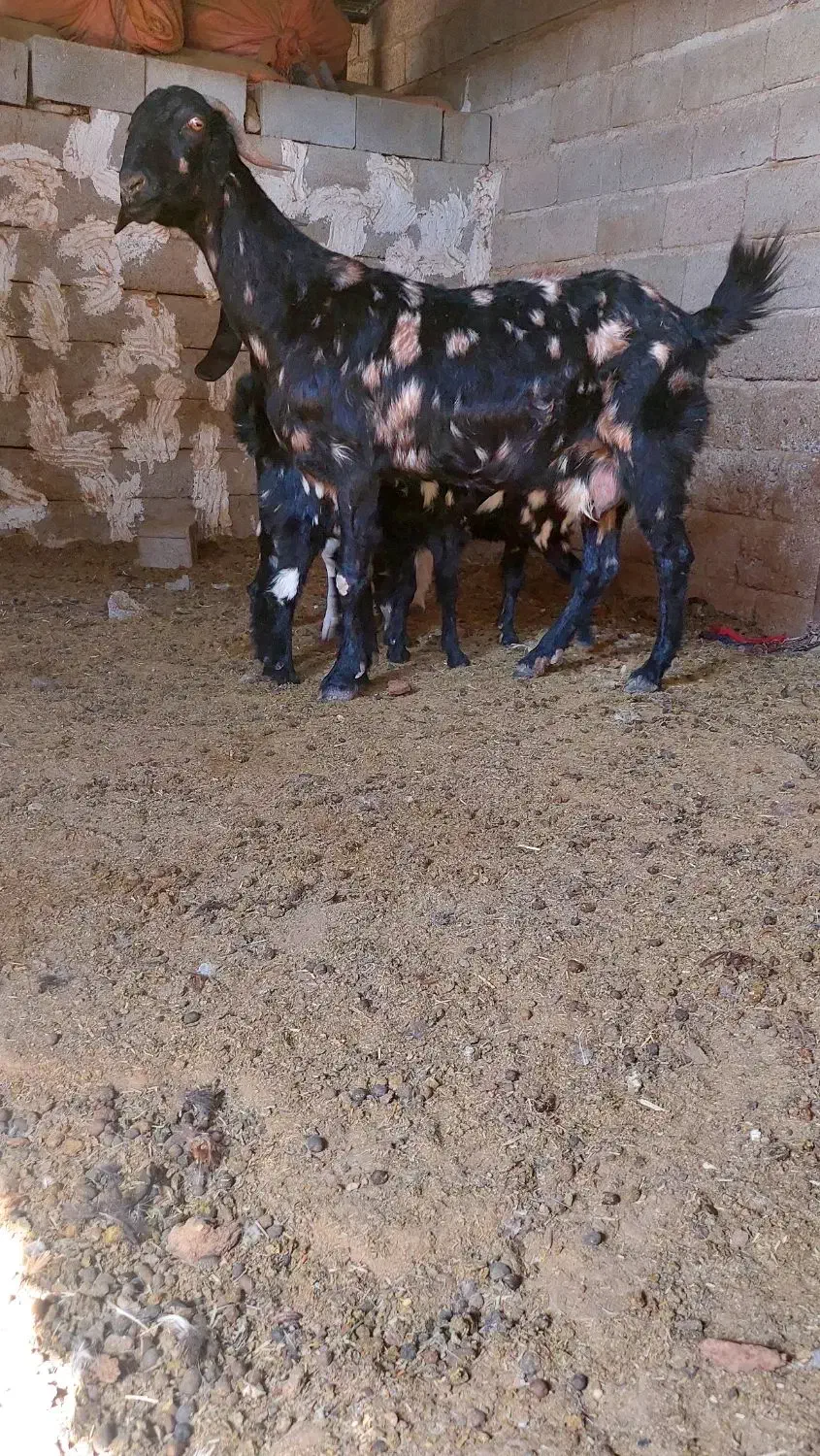 بز دوبهر پاکستانی|حیوانات مزرعه|جهرم, |دیوار