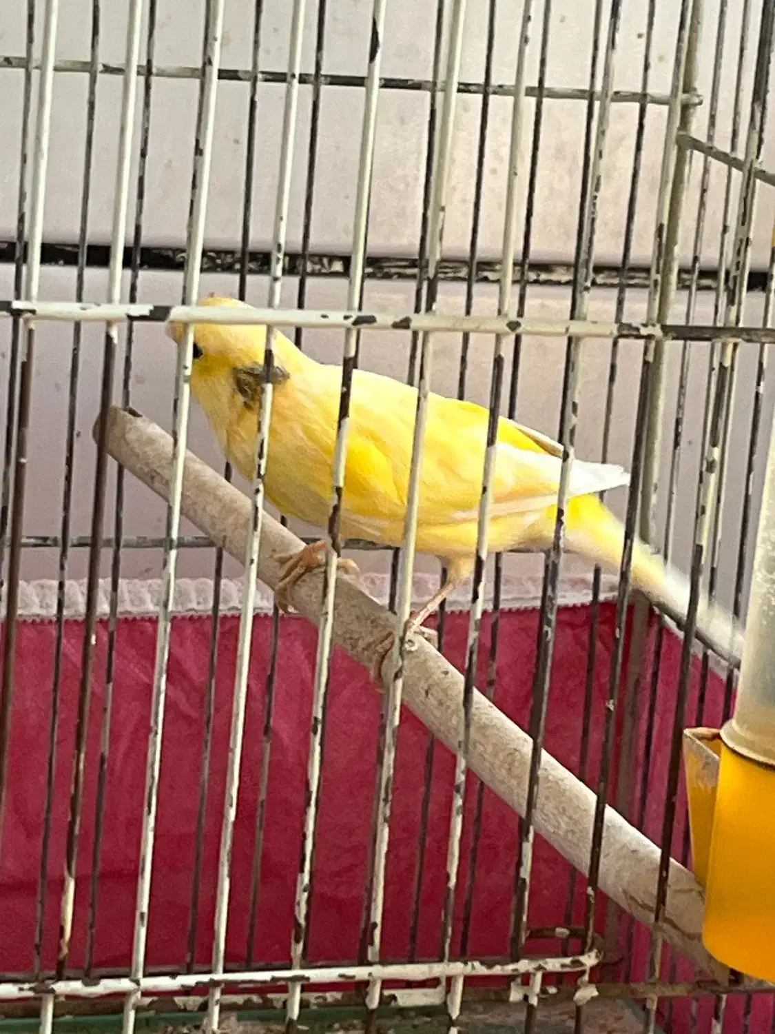 قناری|پرنده|مبارکه, |دیوار