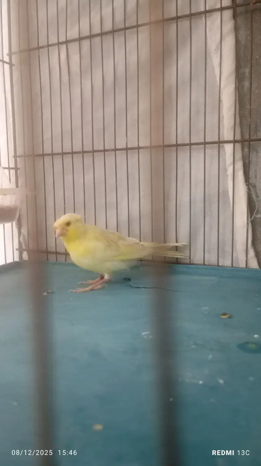 قناری جوجه نروماده کاکلی|پرنده|قرچک, شهرک طلائیه|دیوار