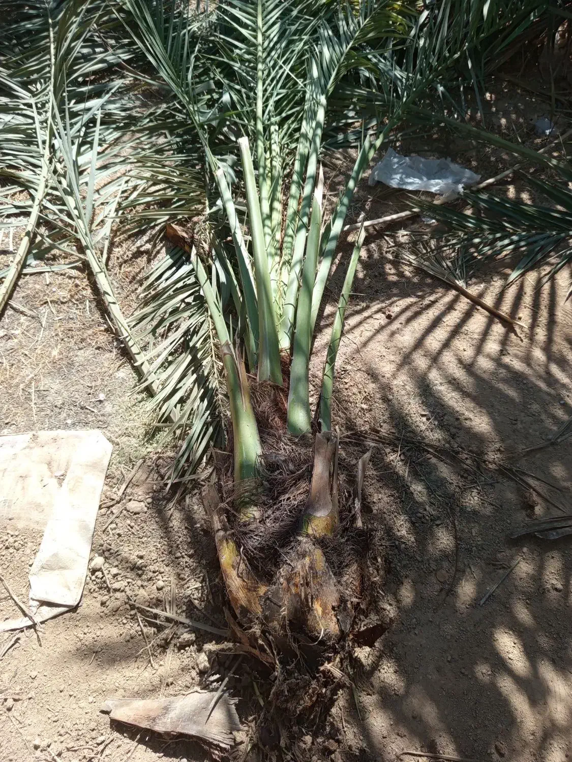 پاجوش نخل برحی|گل و گیاه طبیعی|امیدیه, |دیوار