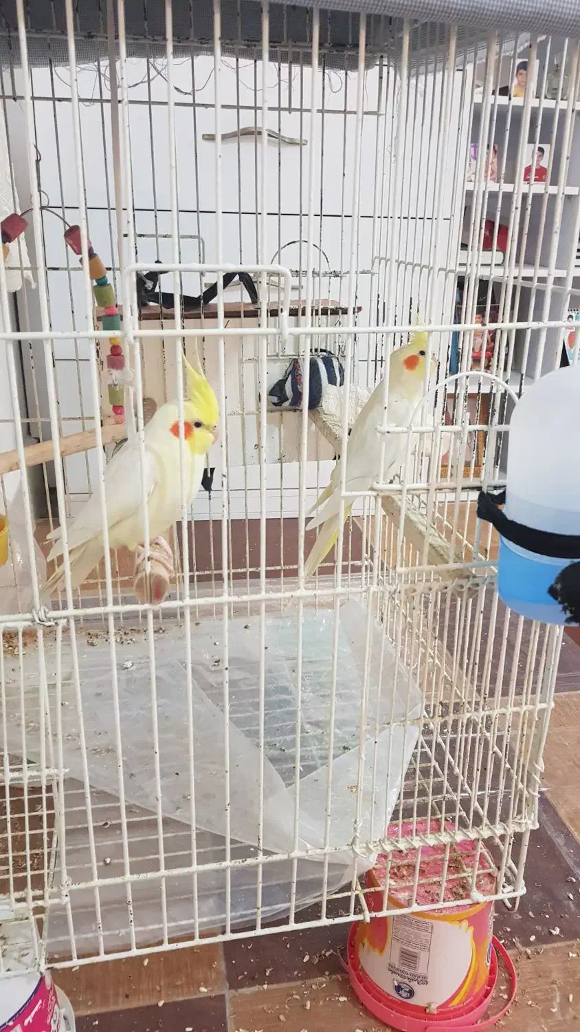 یک جفت طوطی عروس هلندی سخنگو بندر دیّر|پرنده|بندر کنگان, |دیوار