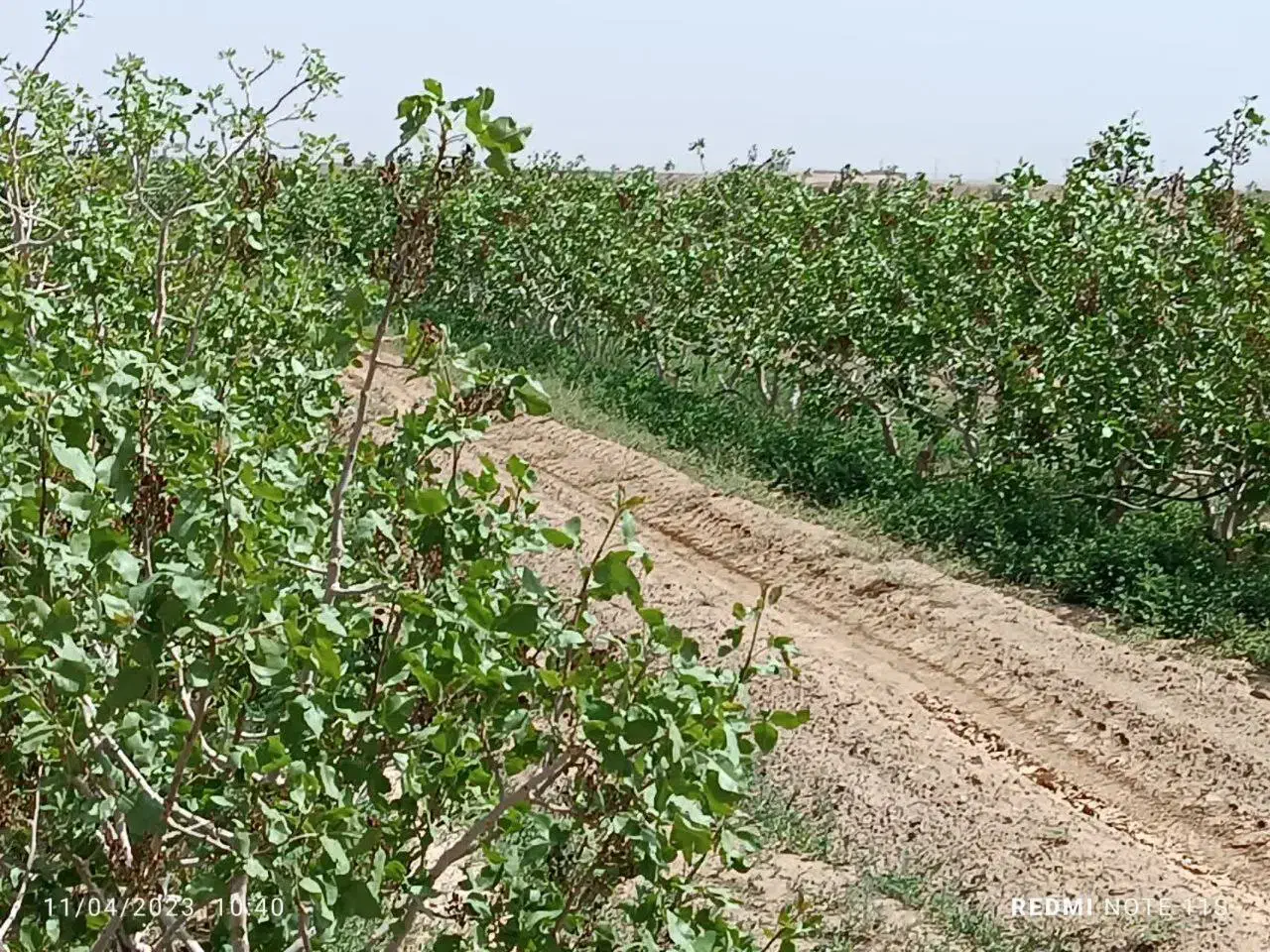 140هکتار باغ پسته با 2حلقه چاه آب مدرن و به روز|فروش دفتر صنعتی، کشاورزی، تجاری|رفسنجان, |دیوار
