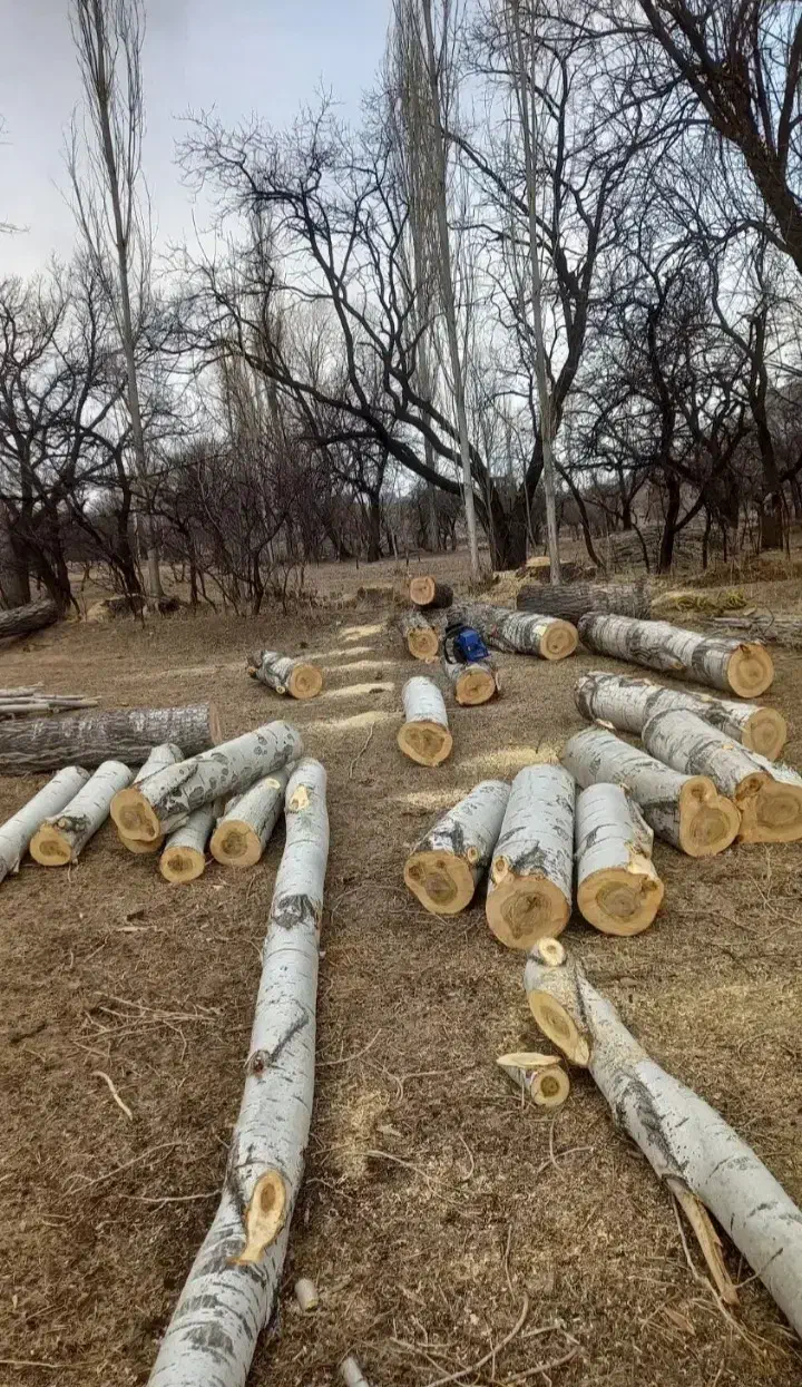 خریدار چوب تر و خشک|خدمات باغبانی و درختکاری|چالدران, |دیوار