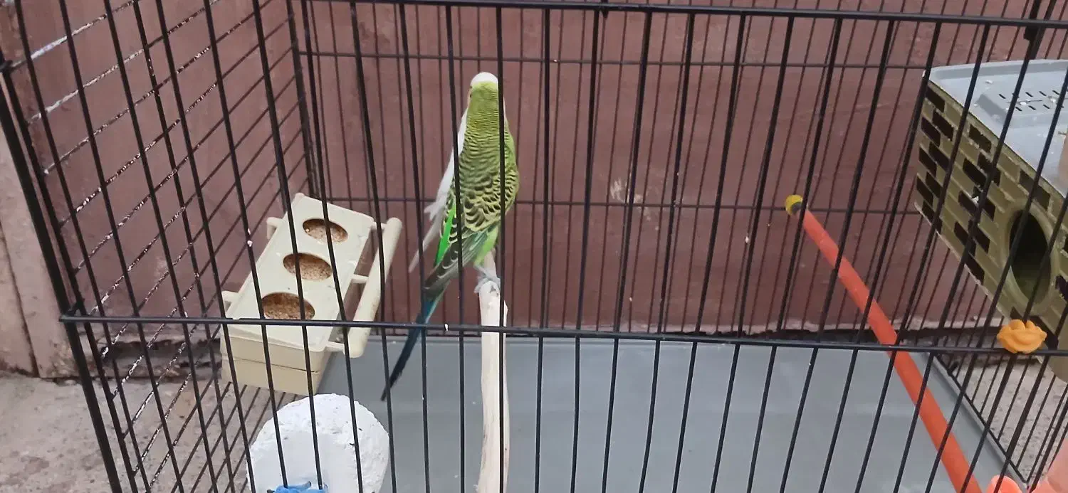 مرغ عشق مولد|پرنده|مسجد سلیمان, |دیوار