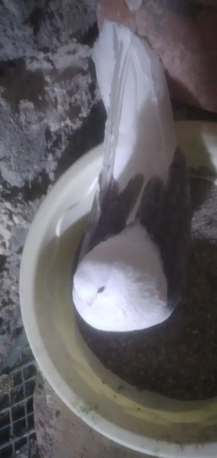 با سلام یک عدد کبوتر پشتار ماده ریحانی جوان|پرنده|میانه, |دیوار