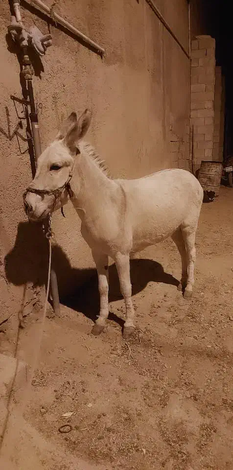 الاغ ماده باری سواری|حیوانات مزرعه|سیدان, |دیوار