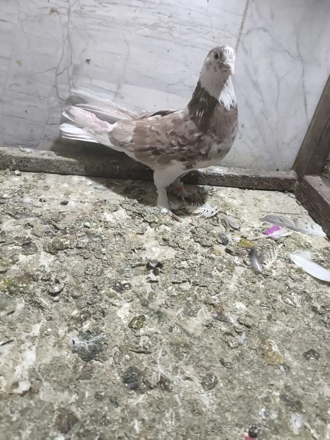 کفتر|پرنده|پاکدشت, پاکدشت (مامازند)|دیوار