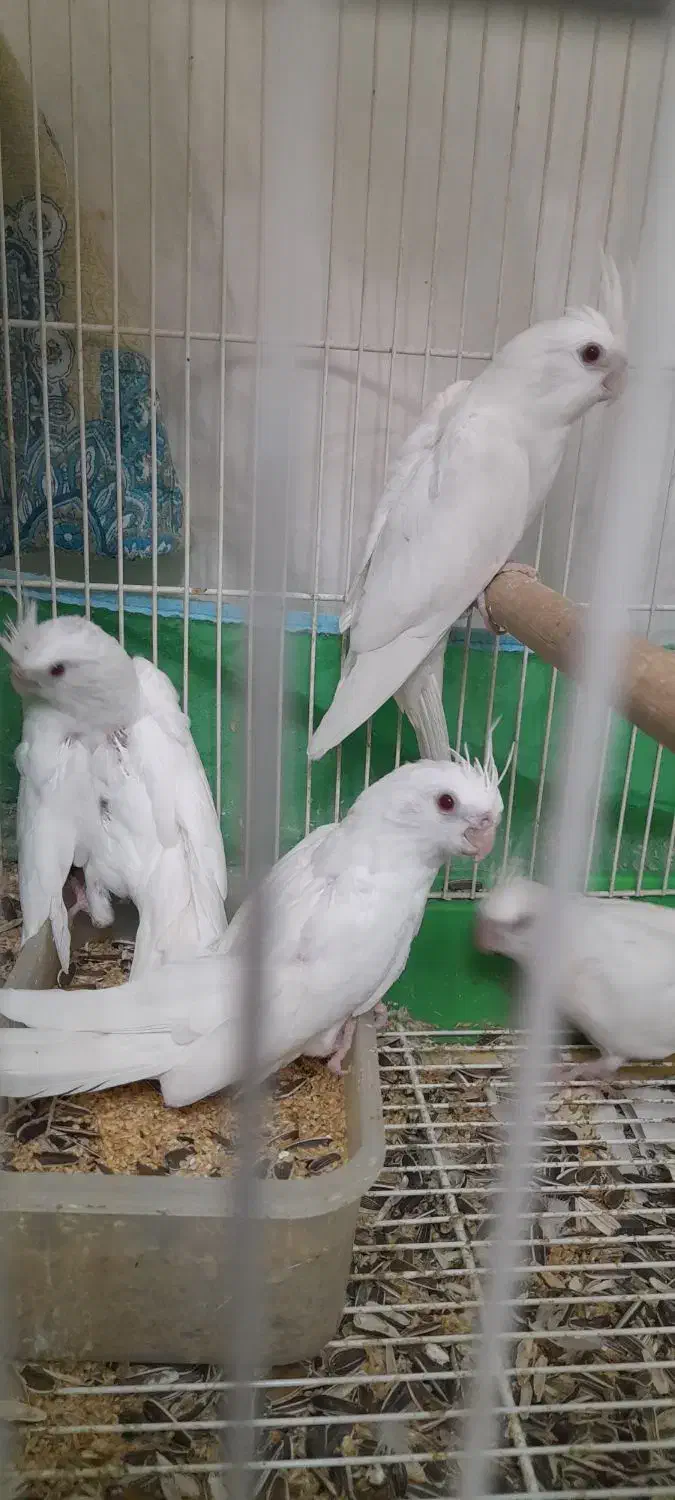 عروس هلندی البینو چشم شرابی نرو ماده با قفس و لانه|پرنده|گرگان, |دیوار