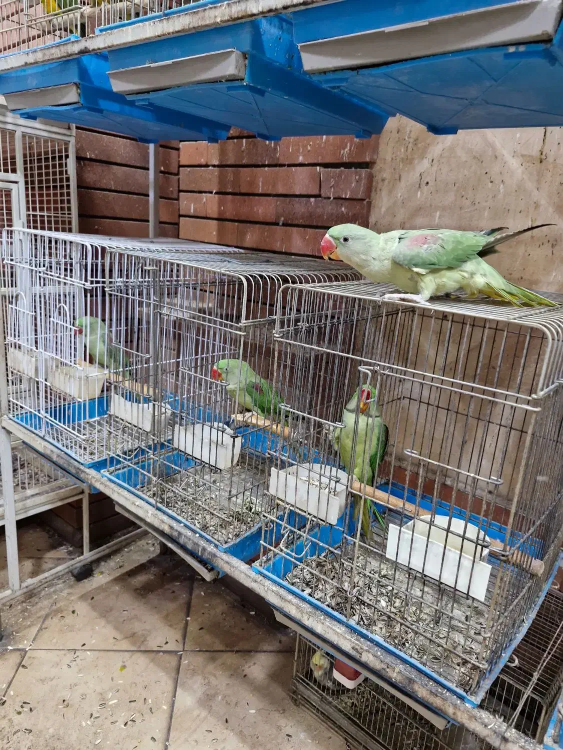 فروش شاهطوطی 5 ماهه تا 2 ساله|پرنده|اصفهان, حسینآباد|دیوار