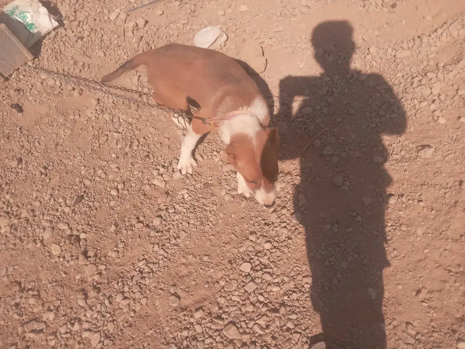 توله سگ|سگ|شهرضا, |دیوار