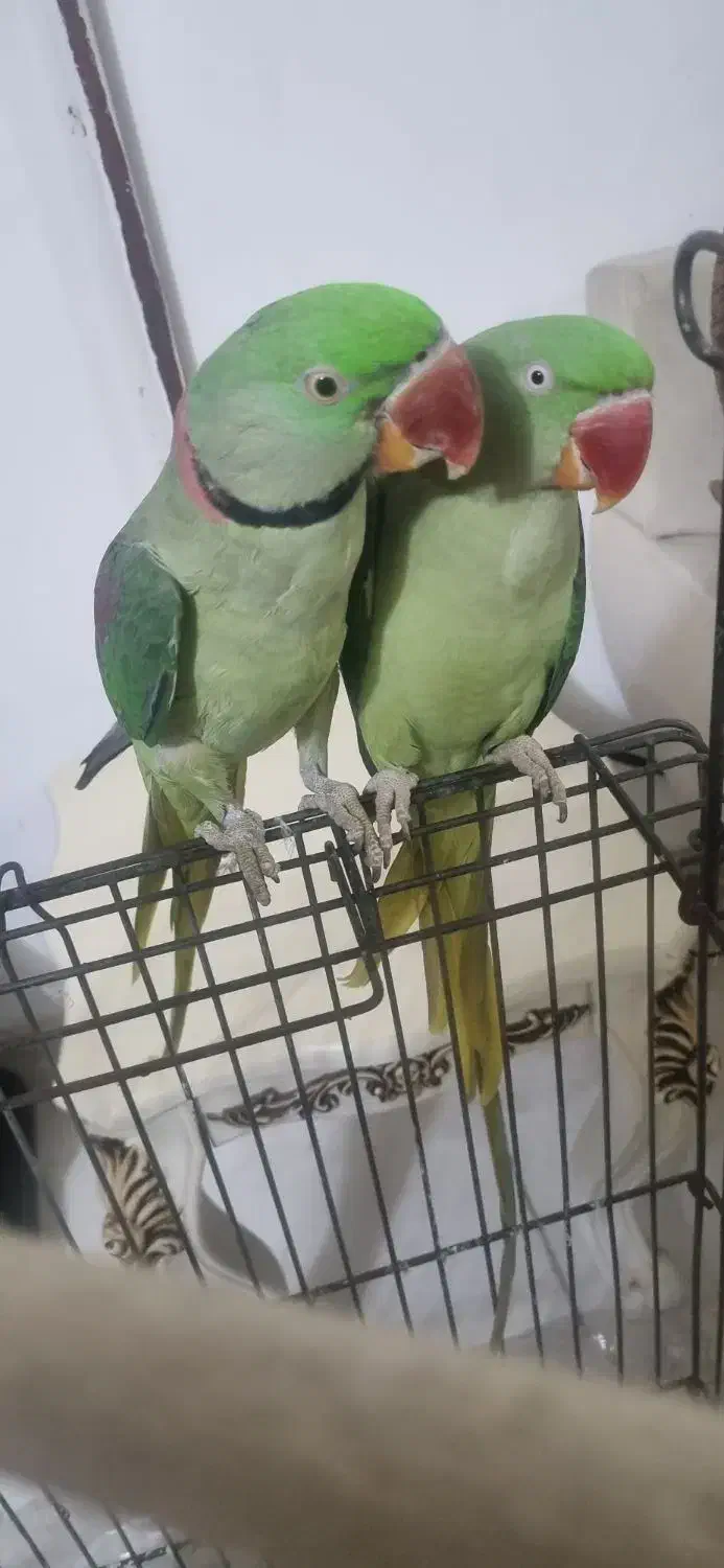 جفت شاه طوطی دستی|پرنده|مشهد, شهید شهریاری|دیوار