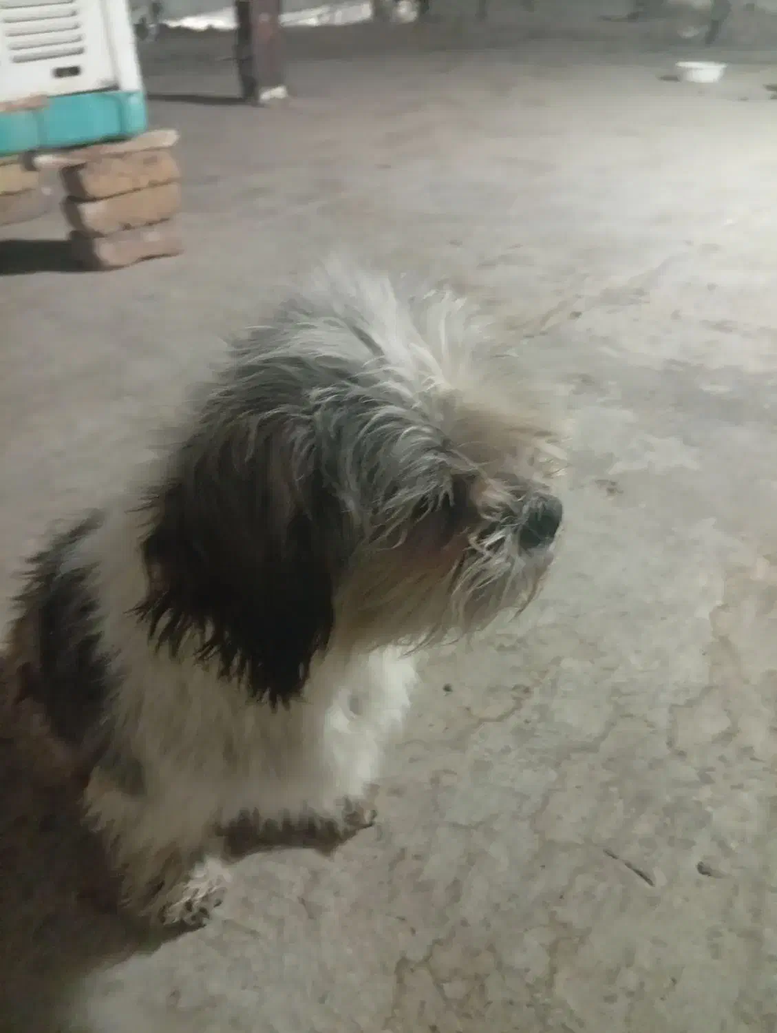 سگ یکساله ماده شیتزو|سگ|چهارباغ, |دیوار