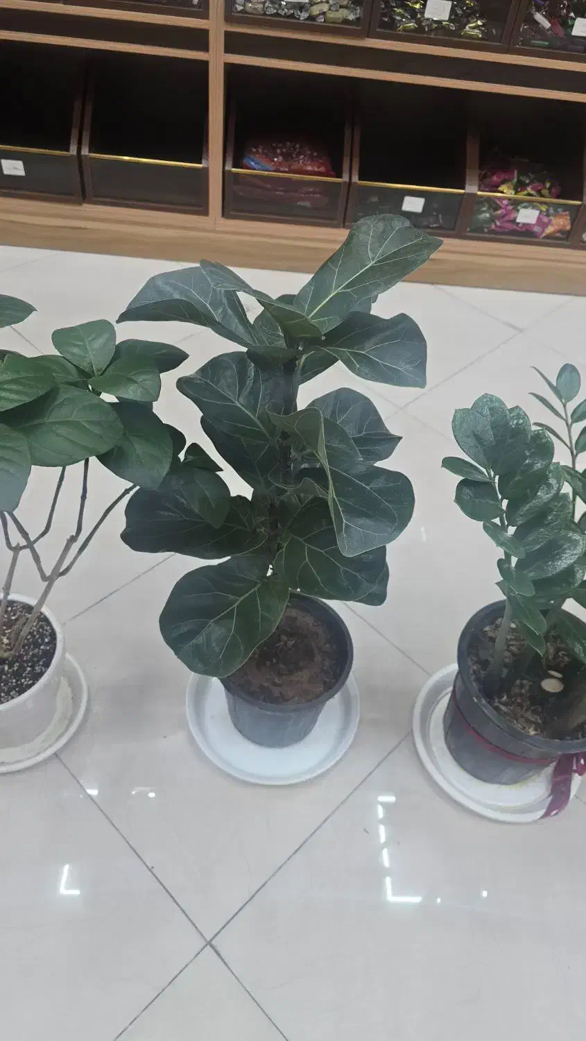 فروش گل|گل و گیاه طبیعی|گلپایگان, |دیوار