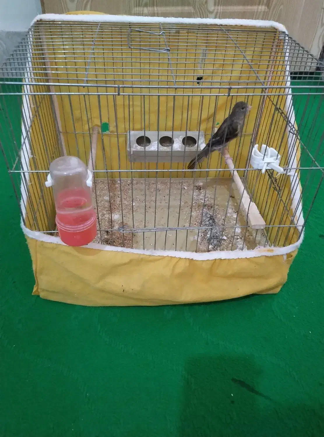 قناری ماده سبز|پرنده|فارسان, |دیوار