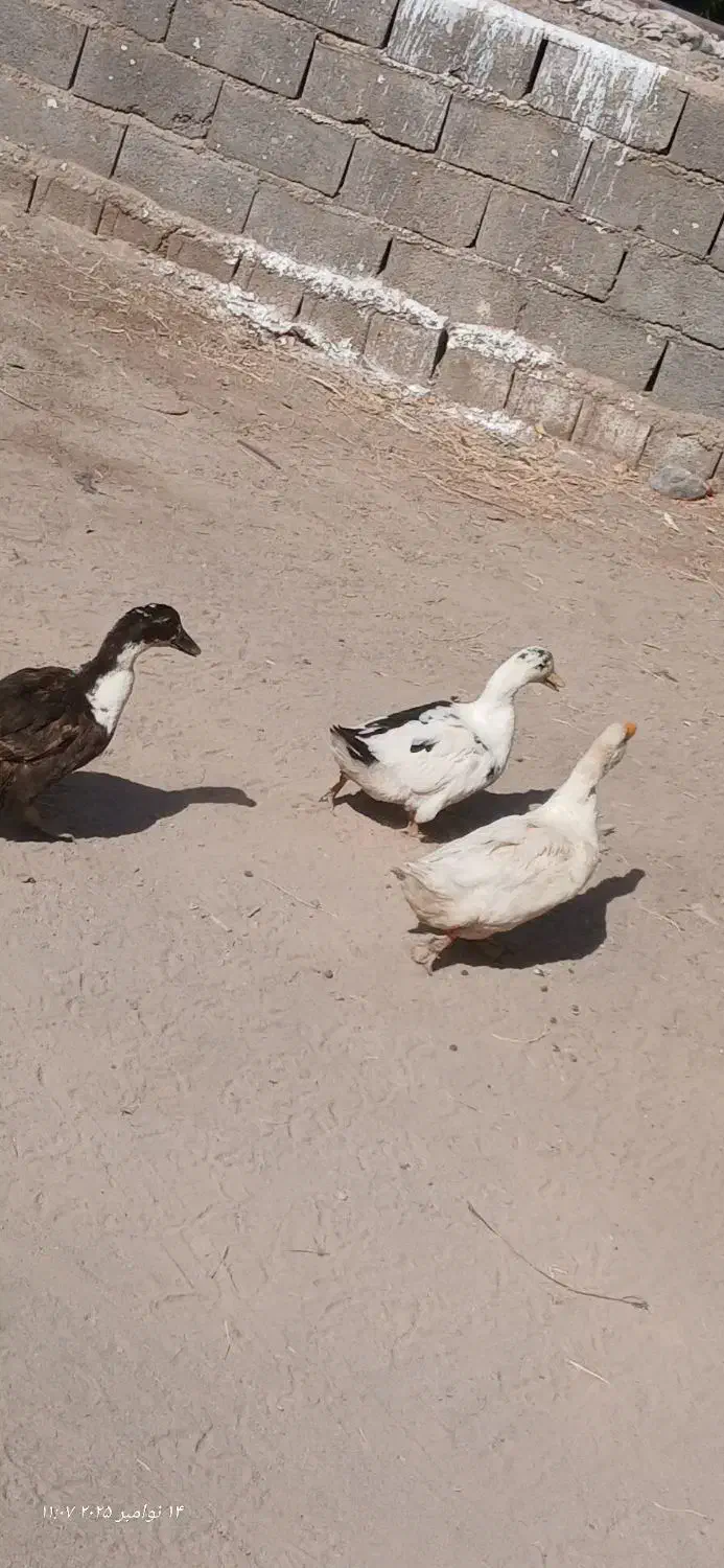 اردک عروسک خوشگل|اسباببازی بچه|بم, |دیوار