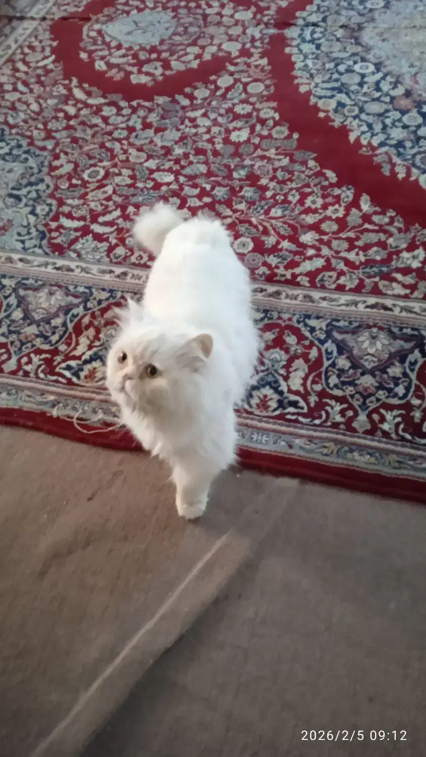 گربه پرشین|گربه|ایلام, |دیوار