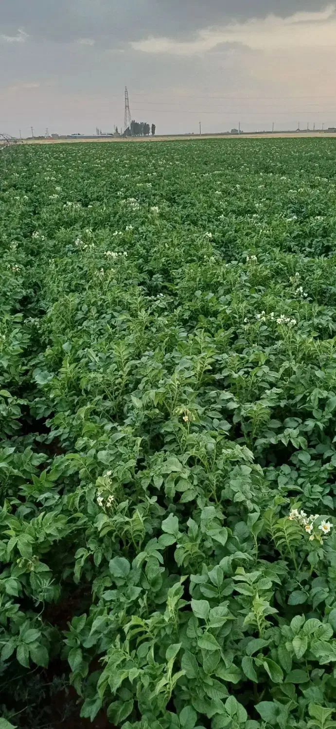 سیب زمینی|عمدهفروشی|کبودرآهنگ, |دیوار