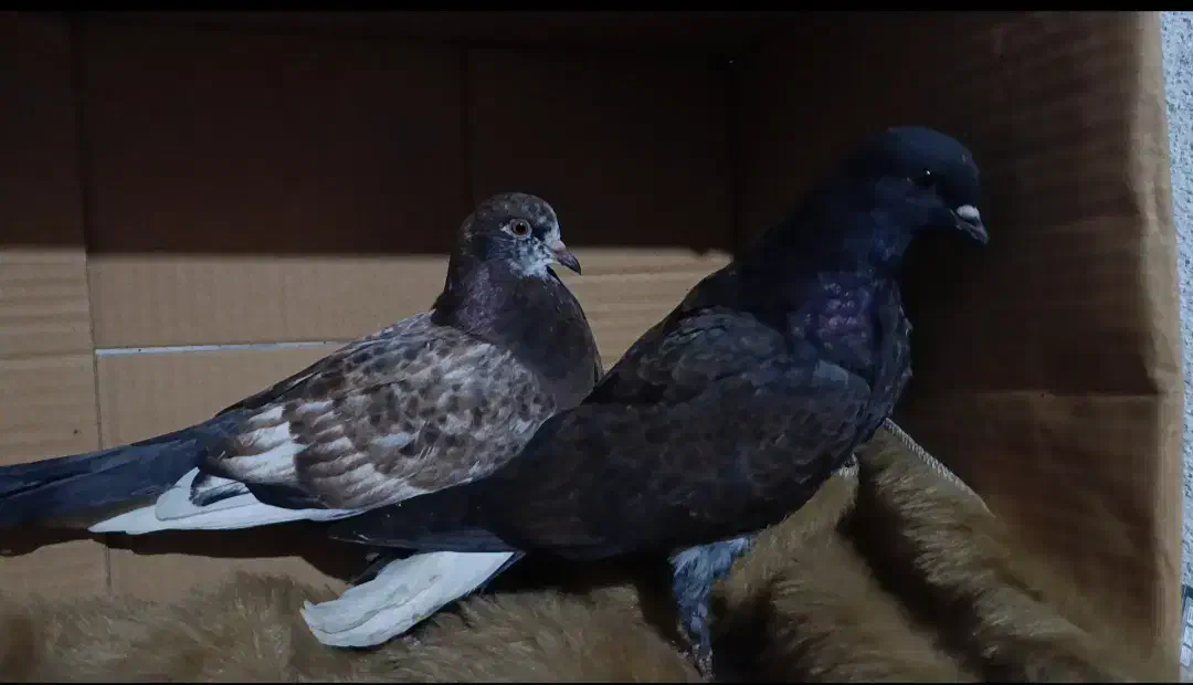 کبوتر پرشی|پرنده|رشت, کوی جام جم|دیوار