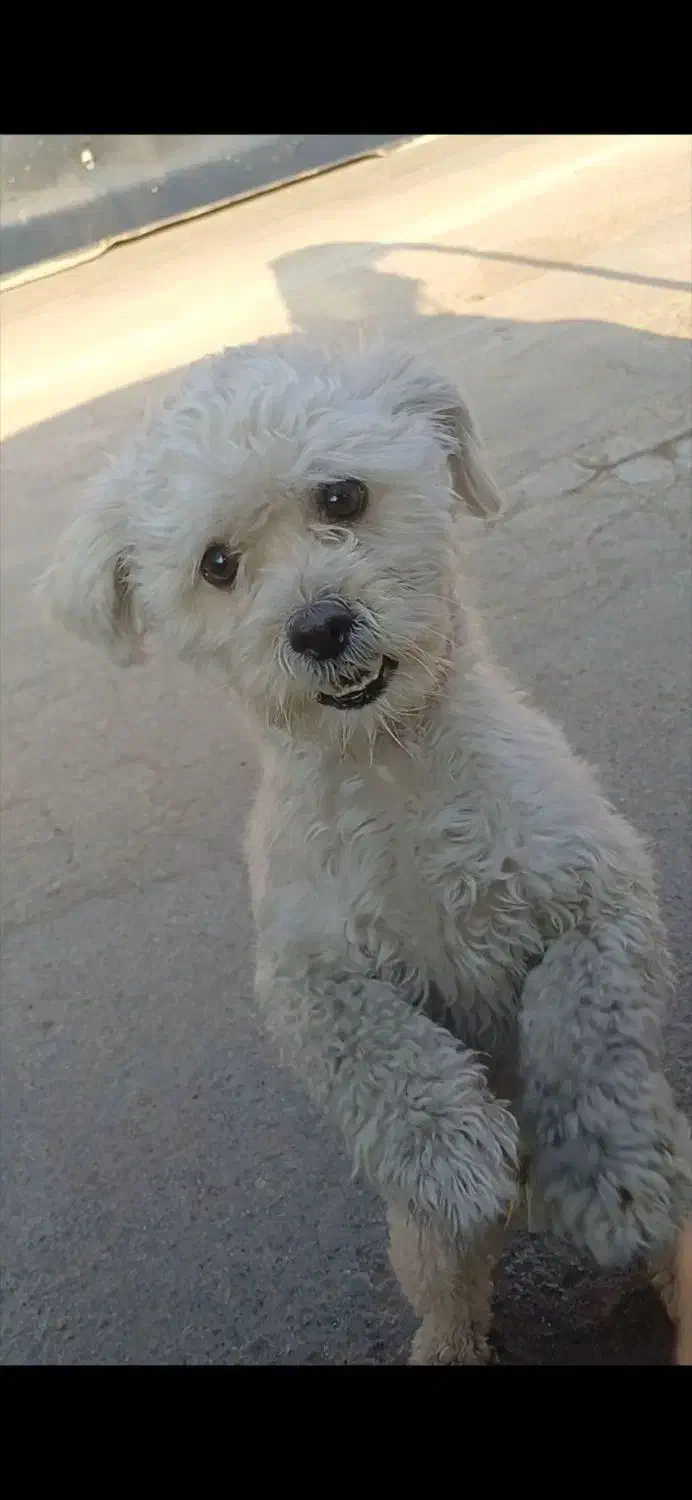 سگ گمشده|حیوانات|کهریزک, |دیوار