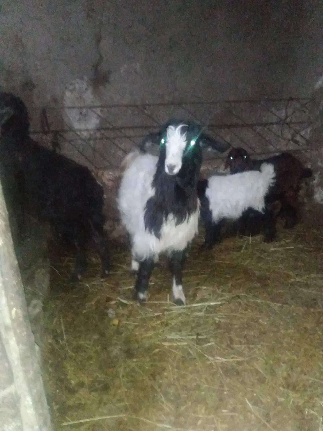 عزیز چهار عددبزغاله یکی تر بقیه ماده همش۱۵/۵|حیوانات مزرعه|سجاس رود, |دیوار