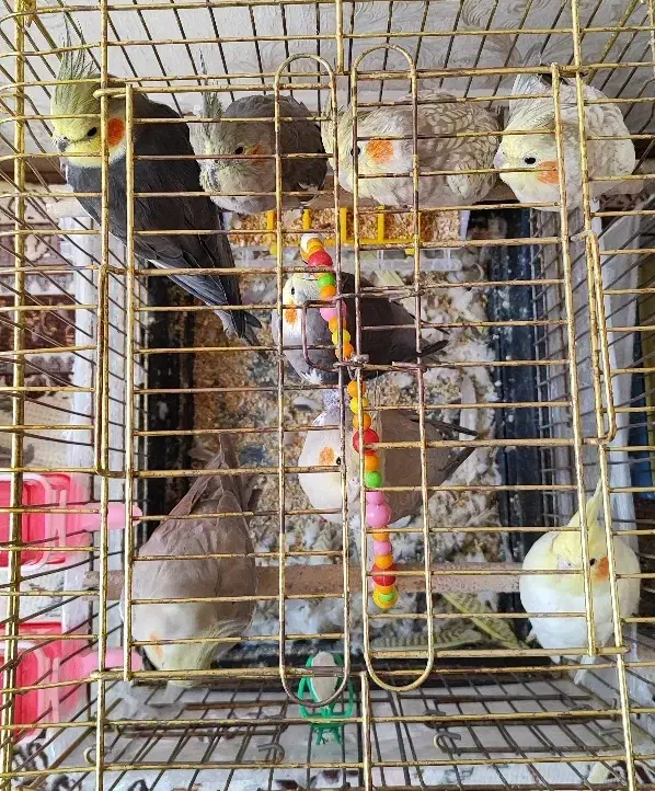 8 عدد عروس هلندی مولد|پرنده|سهند, |دیوار