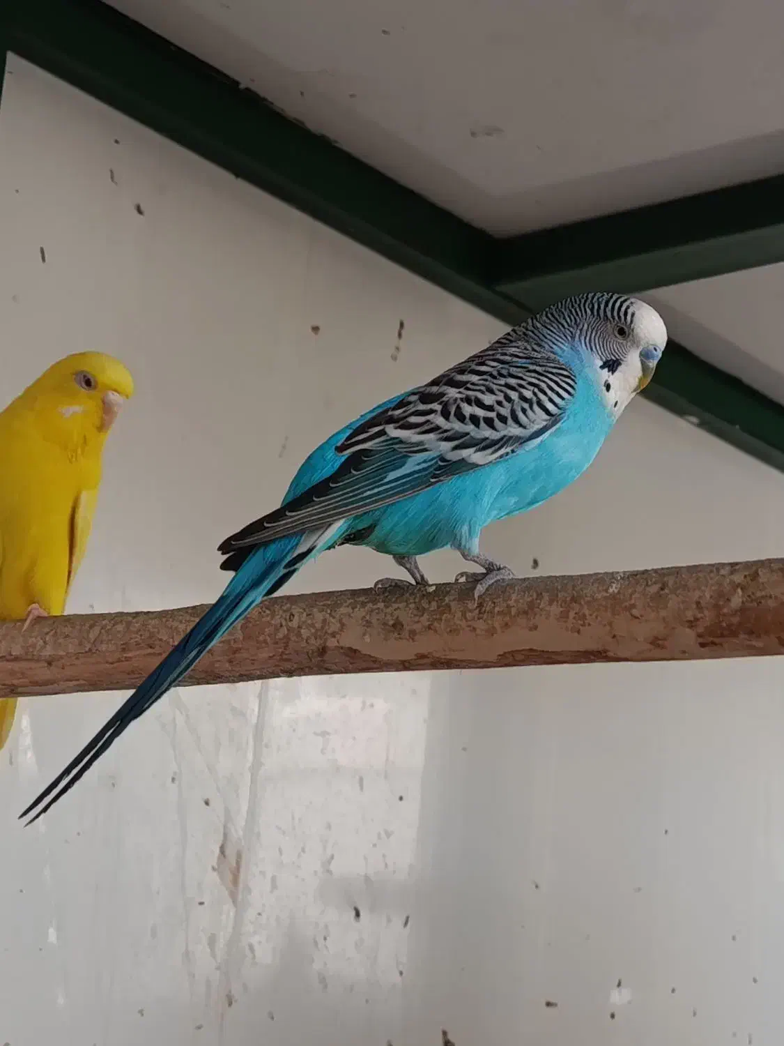 مرغ عشق از 100به تا 700|پرنده|قشم, |دیوار