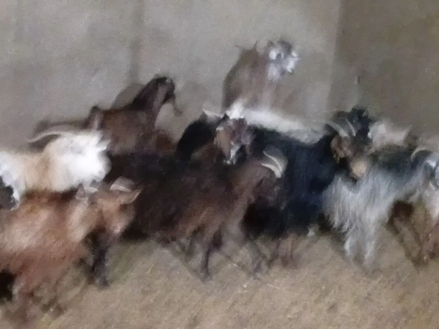 بز و غوریت|حیوانات مزرعه|نیر (یزد), |دیوار