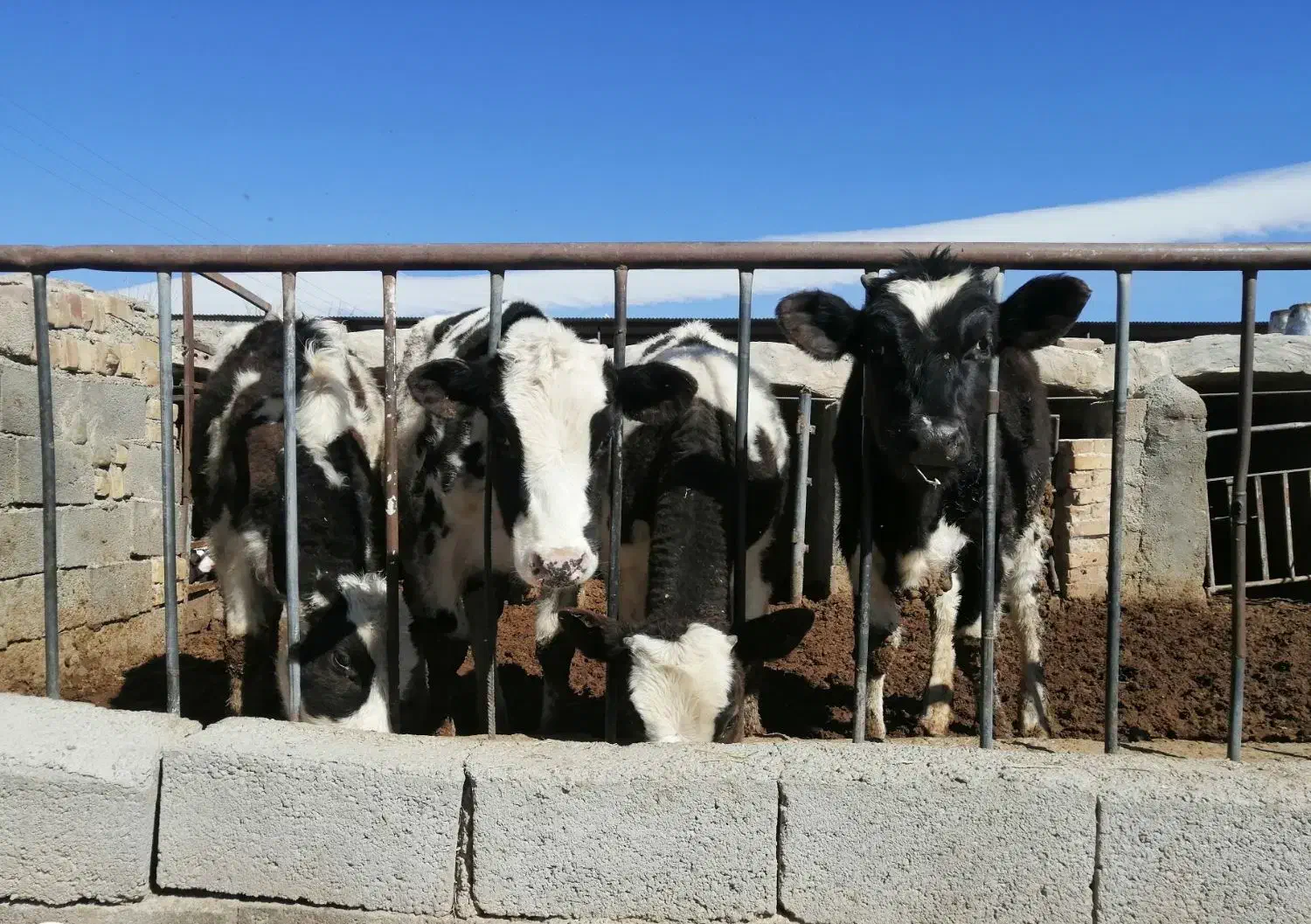 گوساله|حیوانات مزرعه|فیروزه, |دیوار