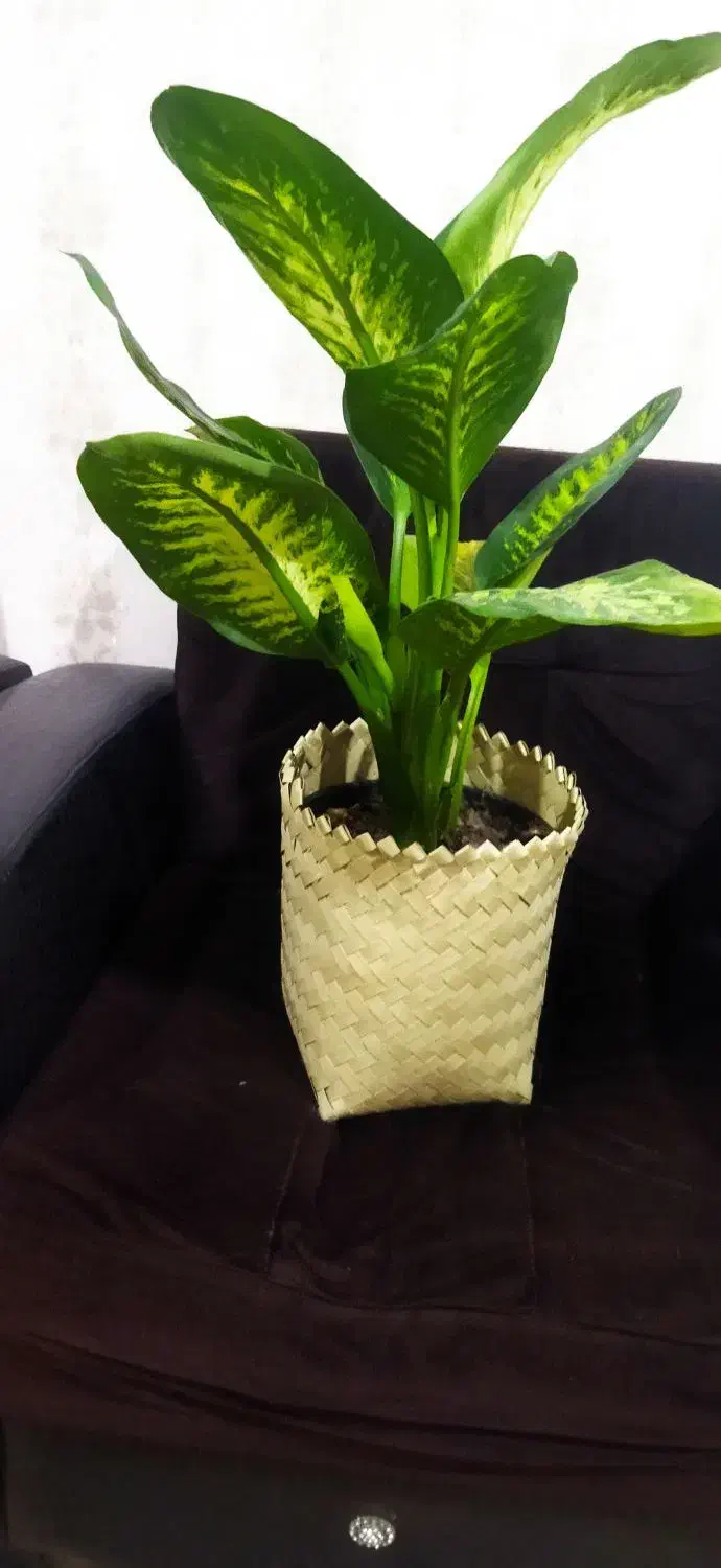 سفارش انواع سبد های مختلف تسمه|صنایع دستی و سایر لوازم تزئینی|رشت, ولکس|دیوار