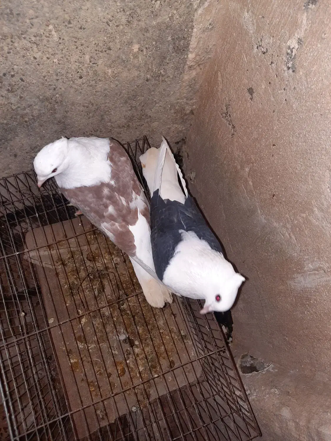 جفت پشت نرو ماده|پرنده|شیروان (خراسان), |دیوار