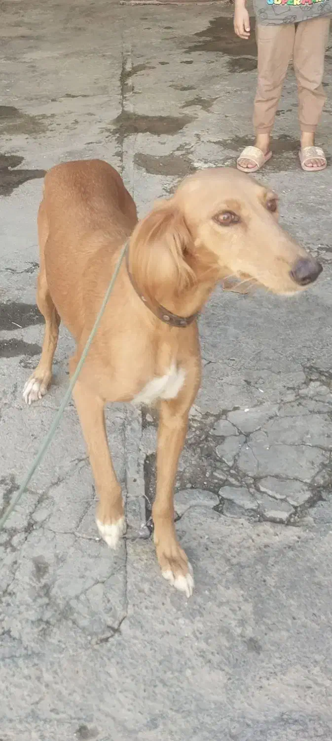 حیوانات مزرعه|سگ|کنگاور, |دیوار