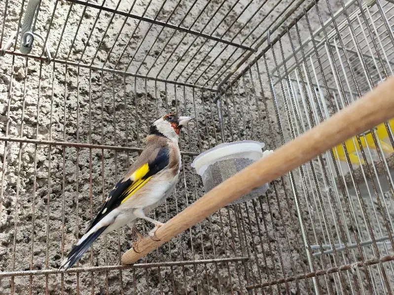 سهره  نر فروشی|پرنده|مشکین‌دشت, |دیوار