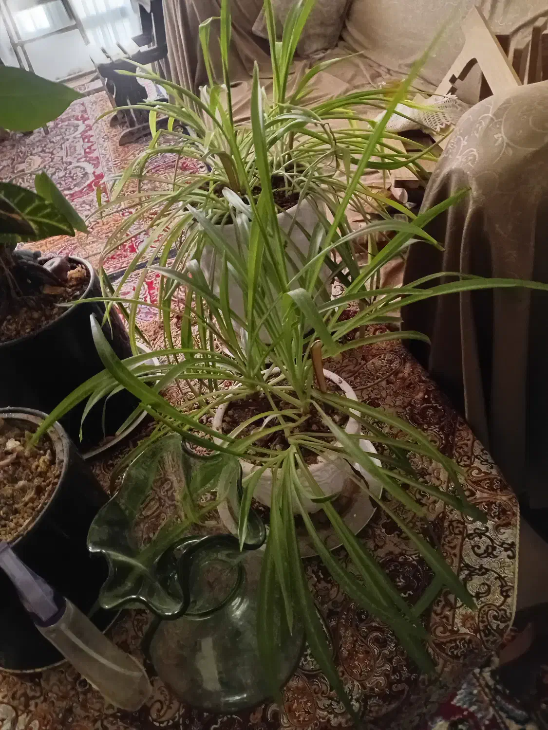 گل طبیعی و گلدان سفالی|گل و گیاه طبیعی|قم, عمار یاسر|دیوار