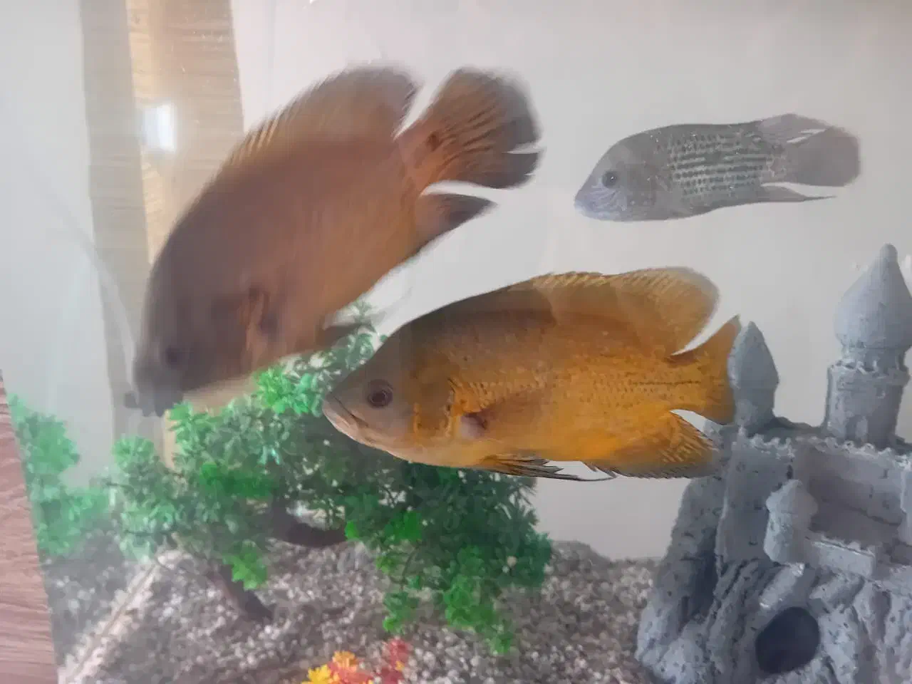 فروش ماهی اسکار|ماهی|پردیس, فاز ۱۱|دیوار