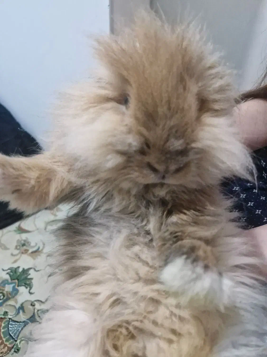 خرگوش لوپ۶ماهه|موش و خرگوش|تهران, جیحون|دیوار